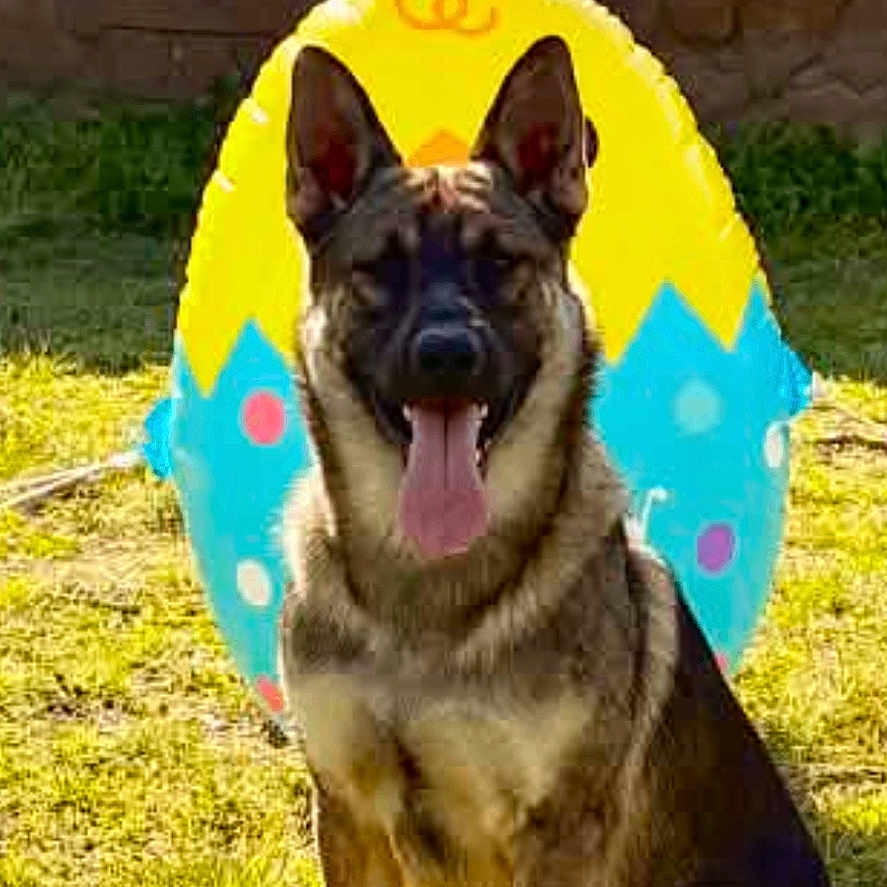 Jaeger Simmons joined the competition — help win amazing prizes! dog, german_shepherd, grass, sunlight, easter_decoration, bunny_ears, colorful, outdoor, animal, pet, happy, tongue_out, sitting, wall, stone_wall, spring, holiday, festive, cute, nature