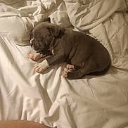 Daimond joined the competition — help win amazing prizes! puppy, dog, sleeping, bed, blanket, pillow, white_bed, paw, pink_paw, nose, fur, cute, domestic_animal, mammal, bedroom, pet, sleeping_puppy, wrinkled_bedding, short_haired, human_knee