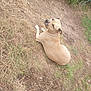 Mikita a rejoint le concours — aidez-le/la à gagner de superbes lots ! dog, tan_dog, outdoor, grass, dry_grass, dirt, fence, pet, animal, relaxed, lying_down, nature, canine, ears, snout, ground, daylight, resting, fur, side_view