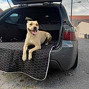 Mikita a rejoint le concours — aidez-le/la à gagner de superbes lots ! dog, car, trunk, open_trunk, outdoor, street, pavement, happy, smiling, canine, pet, vehicle, blanket, cloudy_sky, urban, road, leisure, resting, daytime, transportation