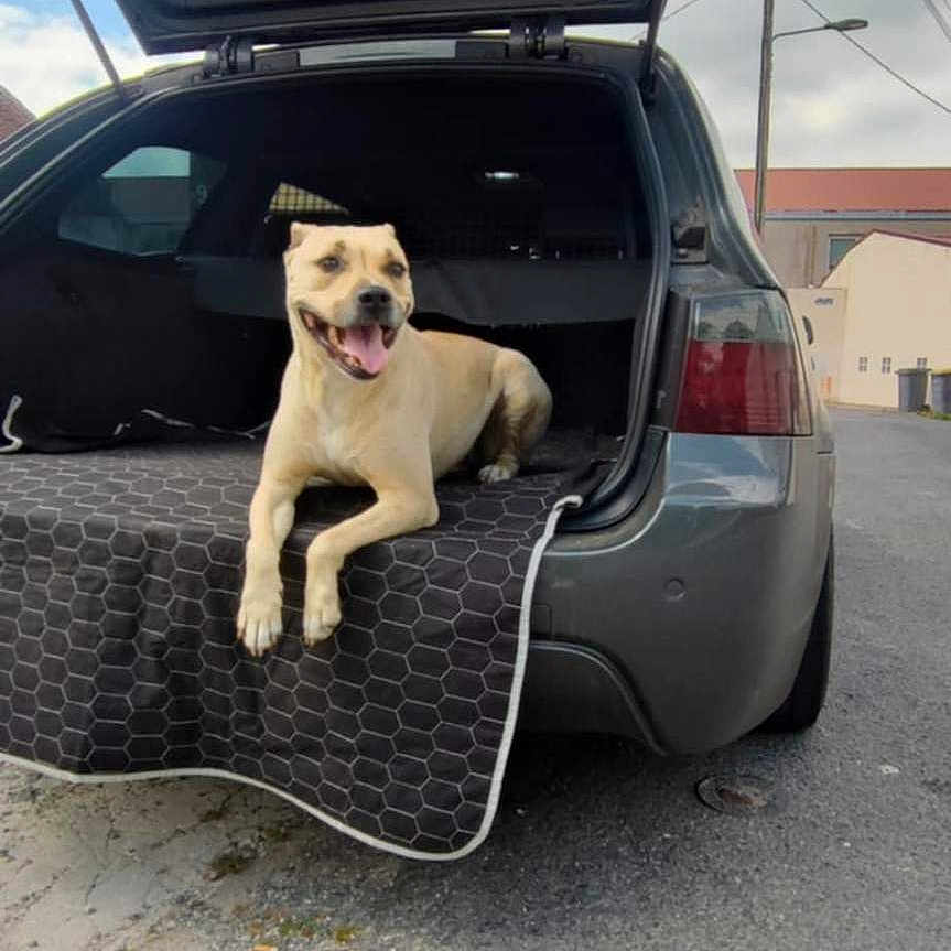 Mikita a rejoint le concours — aidez-le/la à gagner de superbes lots ! blanket, canine, car, cloudy_sky, daytime, dog, happy, leisure, open_trunk, outdoor, pavement, pet, resting, road, smiling, street, transportation, trunk, urban, vehicle