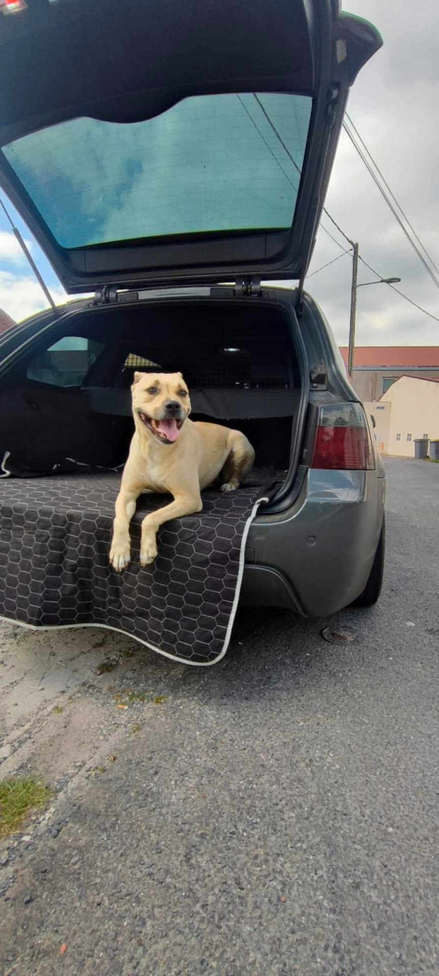 Mikita a rejoint le concours — aidez-le/la à gagner de superbes lots ! dog, car, trunk, open_trunk, outdoor, street, pavement, happy, smiling, canine, pet, vehicle, blanket, cloudy_sky, urban, road, leisure, resting, daytime, transportation