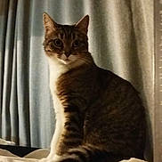 Rizzly a rejoint le concours — aidez-le/la à gagner de superbes lots ! cat, tabby, pet, animal, indoor, curtains, blanket, feline, whiskers, tail, sitting, cozy, fur, domestic_cat, cute, looking, ears, striped, soft_light, home