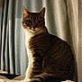 cat, tabby, pet, animal, indoor, curtains, blanket, feline, whiskers, tail, sitting, cozy, fur, domestic_cat, cute, looking, ears, striped, soft_light, home