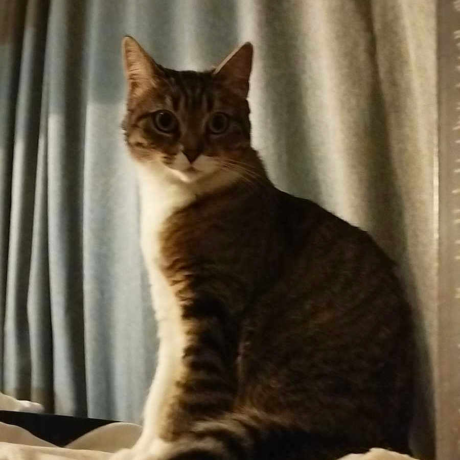 Rizzly a rejoint le concours — aidez-le/la à gagner de superbes lots ! animal, blanket, cat, cozy, curtains, cute, domestic_cat, ears, feline, fur, home, indoor, looking, pet, sitting, soft_light, striped, tabby, tail, whiskers