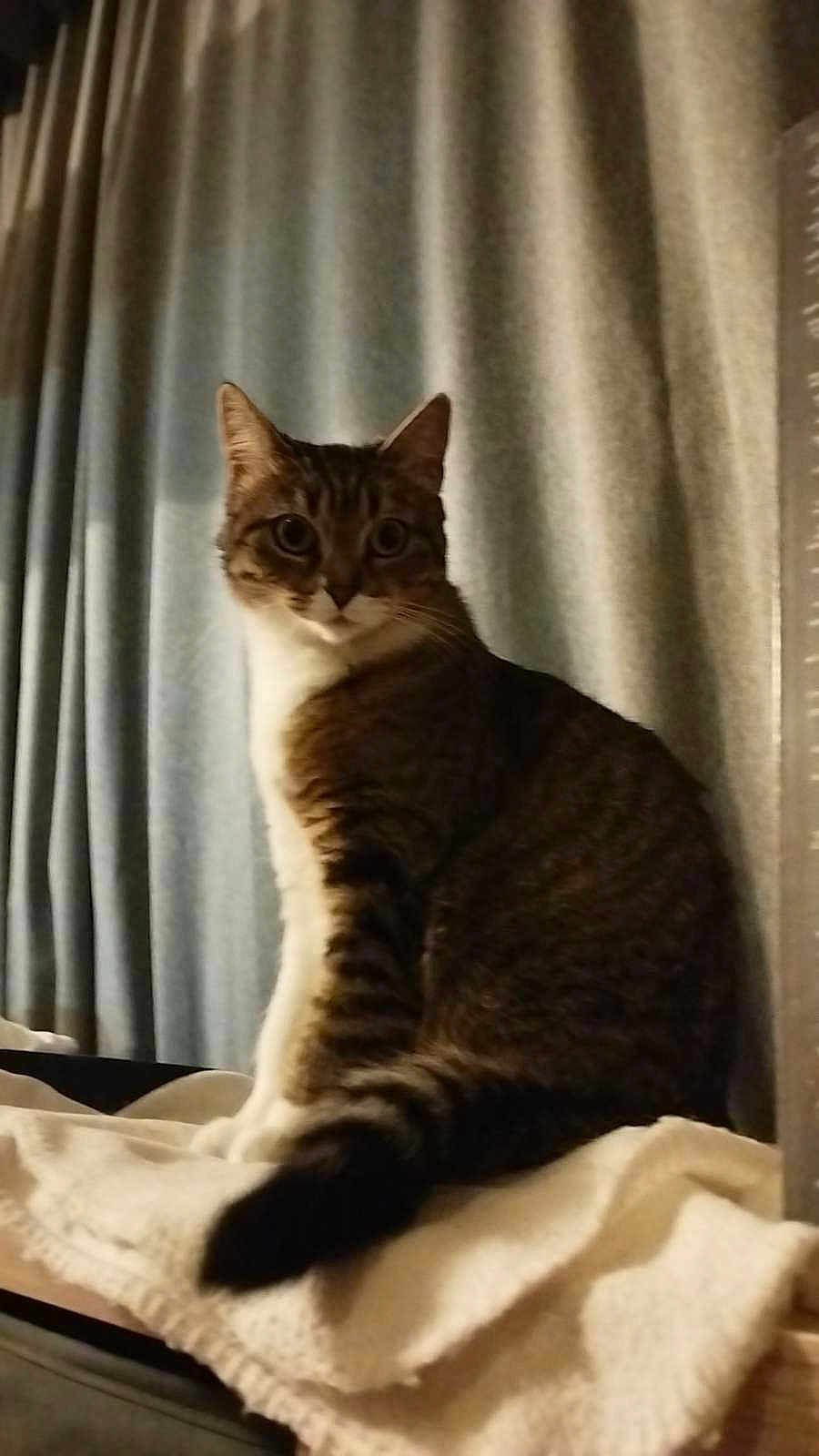 Rizzly a rejoint le concours — aidez-le/la à gagner de superbes lots ! cat, tabby, pet, animal, indoor, curtains, blanket, feline, whiskers, tail, sitting, cozy, fur, domestic_cat, cute, looking, ears, striped, soft_light, home