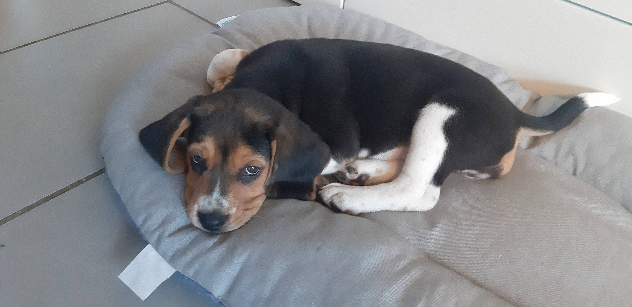 Seeroy a rejoint le concours — aidez-le/la à gagner de superbes lots ! beagle, beagle_harrier, beaglier, bored, canidae, carnivore, comfort, companion_dog, dog, dog_bed, dog_breed, hound, paw, pocket_beagle, scent_hound, snout, sporting_group, terrestrial_animal, working_animal, working_dog