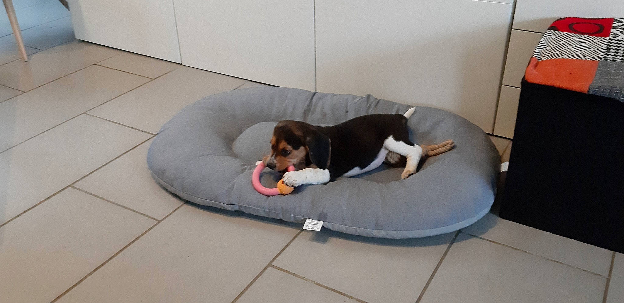 Seeroy participe au concours pour gagner de l'argent avec cette photo : bean_bag, canidae, carnivore, comfort, companion_dog, composite_material, couch, dog, dog_bed, dog_breed, dog_supply, floor, flooring, hardwood, pet_supply, sitting, sleeping_pad, sofa_bed, sporting_group, studio_couch