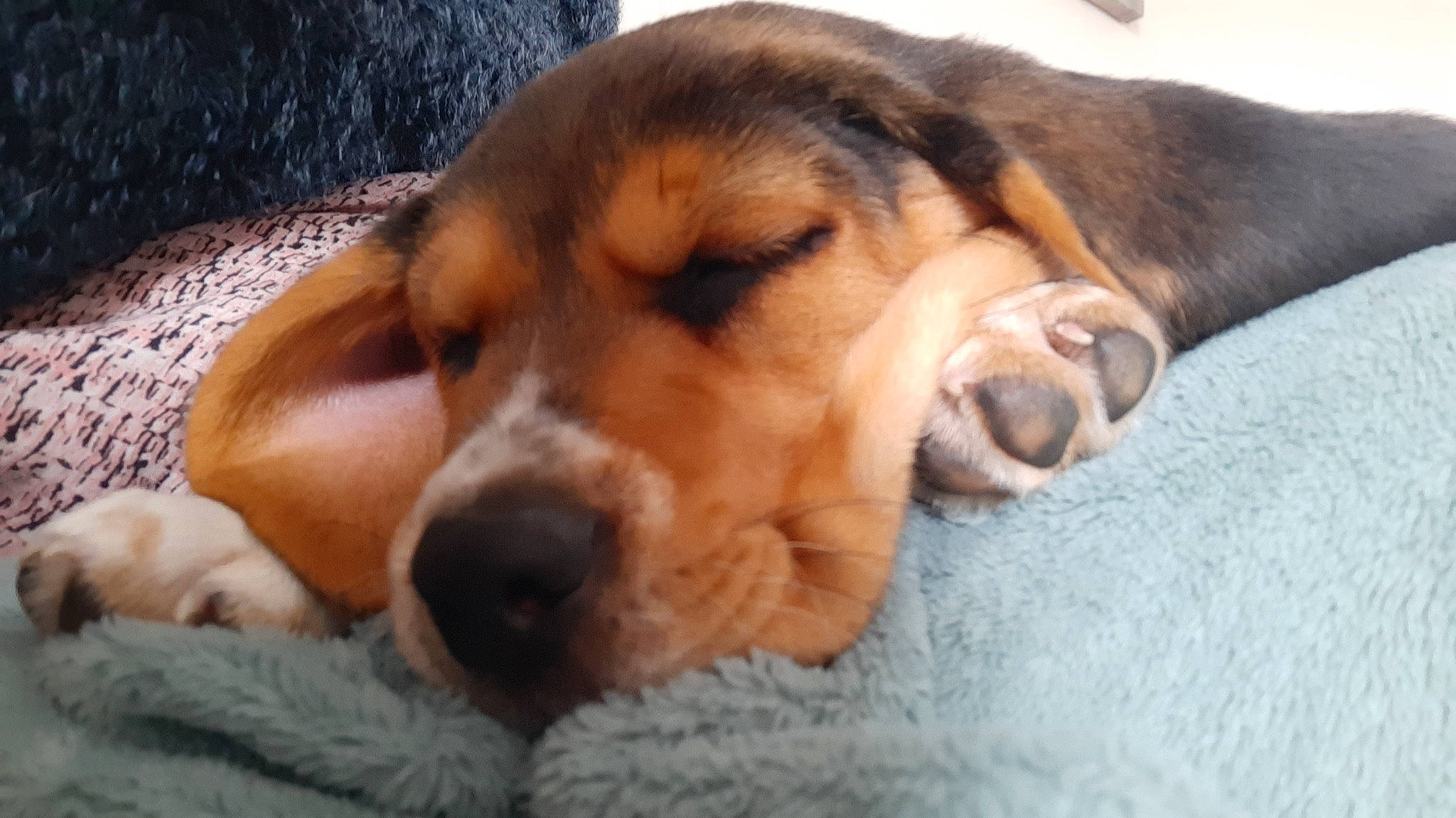 Seeroy a rejoint le concours — aidez-le/la à gagner de superbes lots ! basset_hound, beagle, beagle_harrier, beaglier, canidae, carnivore, comfort, companion_dog, dog, dog_breed, ear, fawn, fur, hound, paw, pocket_beagle, scent_hound, snout, sporting_group, whiskers