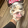 Bella is registered to the contest to win money with this photo: bulldog, dog, pet, pink_bow, polka_dots, accessory, sleepy, wrinkled, squishy, close_up, portrait, indoor, wooden_floor, hand, collar, gray_fur, white_fur, pink_nose, funny, cute