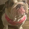 bulldog, dog, pet, canine, wrinkled_face, tongue, pink_harness, harness, brown_and_white, short_snout, floppy_ears, large_eyes, standing, indoor, wood_floor, home, portrait, closeup, funny_expression, animal_photography