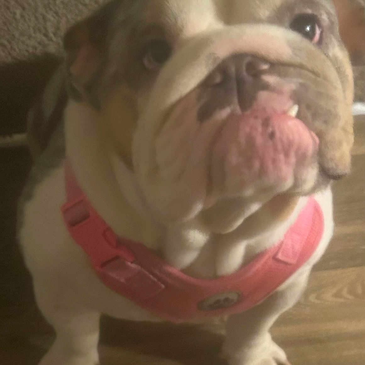 Bella