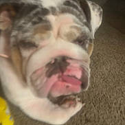 Bella joined the competition — help win amazing prizes! dog, bulldog, pet, animal, face, tongue, sleepy, lying_down, couch, indoor, close_up, wrinkles, white_fur, brown_fur, pink_nose, relaxed, funny, blurry, home, portrait