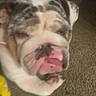 dog, bulldog, pet, animal, face, tongue, sleepy, lying_down, couch, indoor, close_up, wrinkles, white_fur, brown_fur, pink_nose, relaxed, funny, blurry, home, portrait