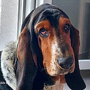 Schweppes participe au concours pour gagner de l'argent avec cette photo : animal, basset_hound, black, brown, canine, close_up, cute, dog, domestic_animal, ears, face, fur, indoor, looking, natural_light, pet, portrait, sitting, white, window