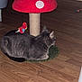 animal, cat, cute, domestic_cat, feline, flooring, furniture, gray_cat, home, indoor, mushroom, pet, playful, plush_bird, relaxed, resting, scratching_post, tabby, toy, wooden_floor