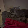 Moe Moe is registered to the contest to win money with this photo: animal, cat, cozy, domestic_animal, feline, fur, gray_cat, household, indoor, mammal, paw, pet, quiet, quilted_blanket, red_blanket, relaxing, resting, shadow, sleeping, wall