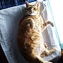 Buddy is registered to the contest to win money with this photo: animal, cat, cozy, cute, domestic_cat, feline, fur, home, indoor, lying_down, orange_tabby, paws, pet, relaxed, resting, sleepy, sunlight, towel, whiskers, window