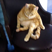 Buddy is registered to the contest to win money with this photo: animal, blur, cat, chair, domestic_cat, fur, furniture, household, indoor, lazy, orange_cat, paws, pet, relaxed, seat, sitting, sleepy, tail, whiskers, wood