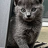 kitten, gray_cat, fur, pet, animal, indoor, curious, sitting, close_up, young_cat, cute, whiskers, ears, feline, floor, home, carpet, texture, portrait, looking