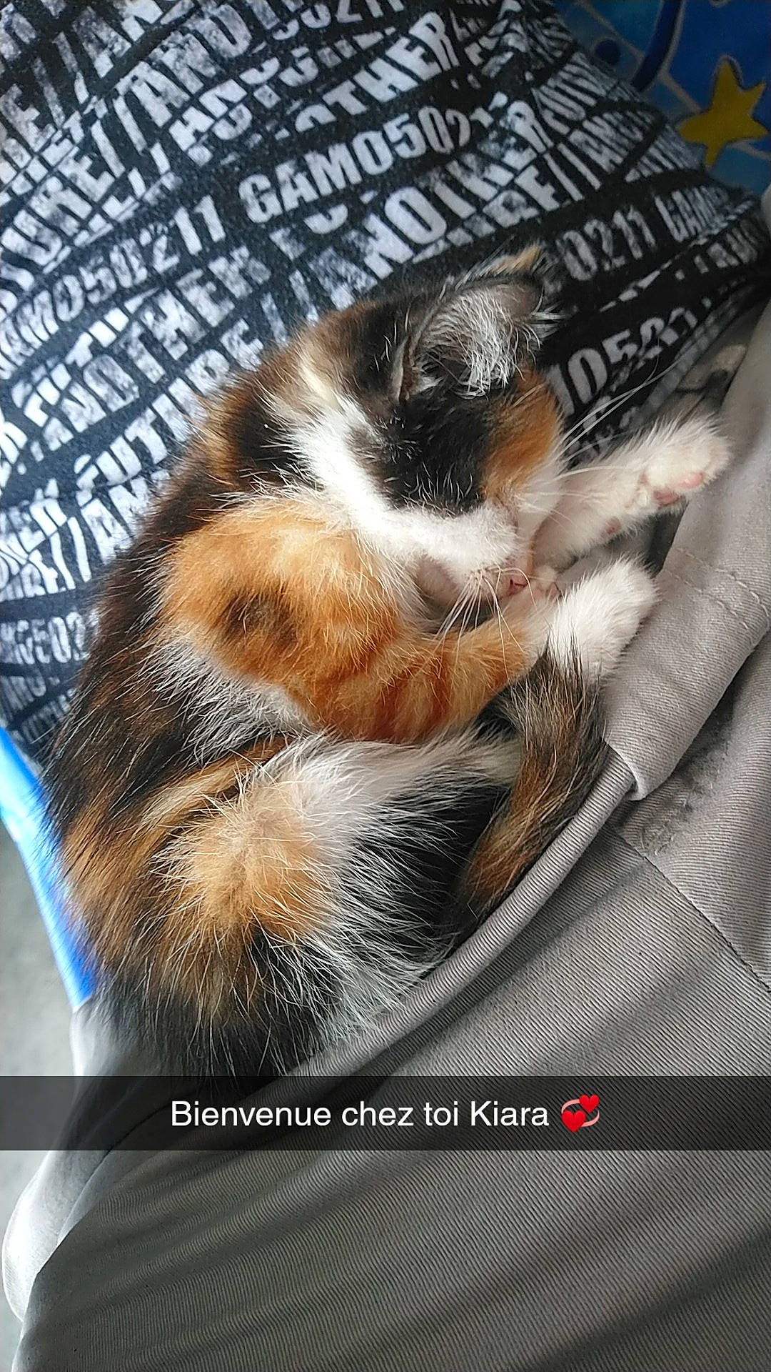 Kiara participe au concours pour gagner de l'argent avec cette photo : carnivore, cat, claw, felidae, fur, kitten, norwegian_forest_cat, photo_caption, small_to_medium_sized_cats, tail, whiskers