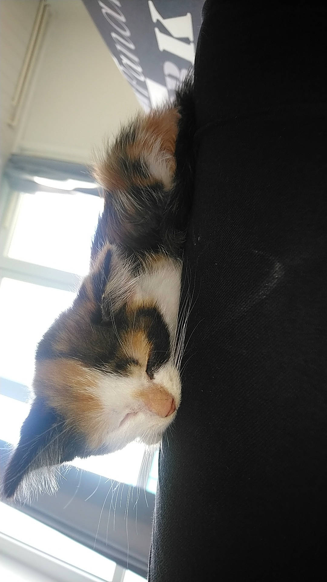 Kiara a rejoint le concours — aidez-le/la à gagner de superbes lots ! carnivore, cat, ear, fawn, felidae, fur, kitten, small_to_medium_sized_cats, sunlight, tail, whiskers, window