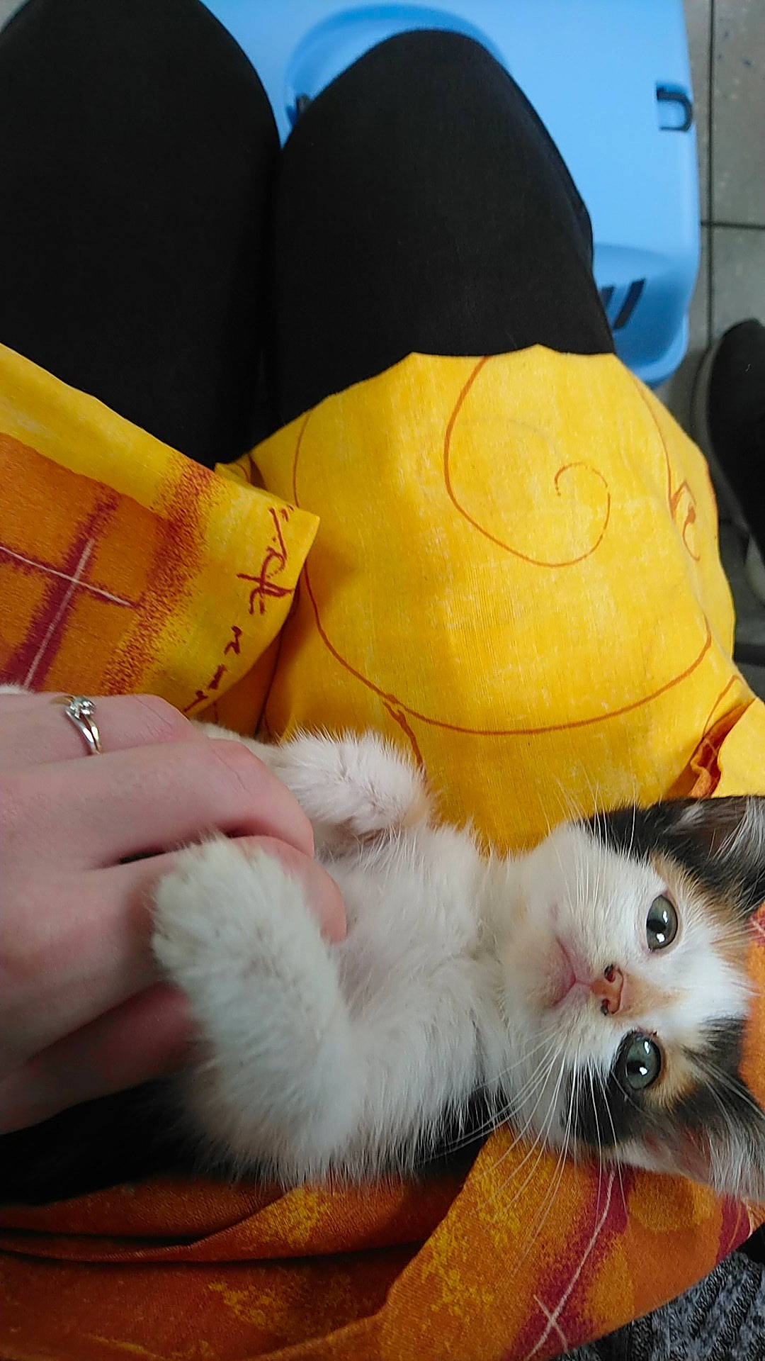 Kiara a rejoint le concours — aidez-le/la à gagner de superbes lots ! asian, carnivore, cat, claw, ear, felidae, fur, hat, headgear, kitten, norwegian_forest_cat, paw, persian, small_to_medium_sized_cats, whiskers, yellow