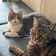 Maya participe au concours pour gagner de l'argent avec cette photo : cat, cats, gray_cat, tabby_cat, pets, animal, feline, whiskers, fur, ears, eyes, resting, indoor, curious, cute, fluffy, companions, closeup, laying, domestic