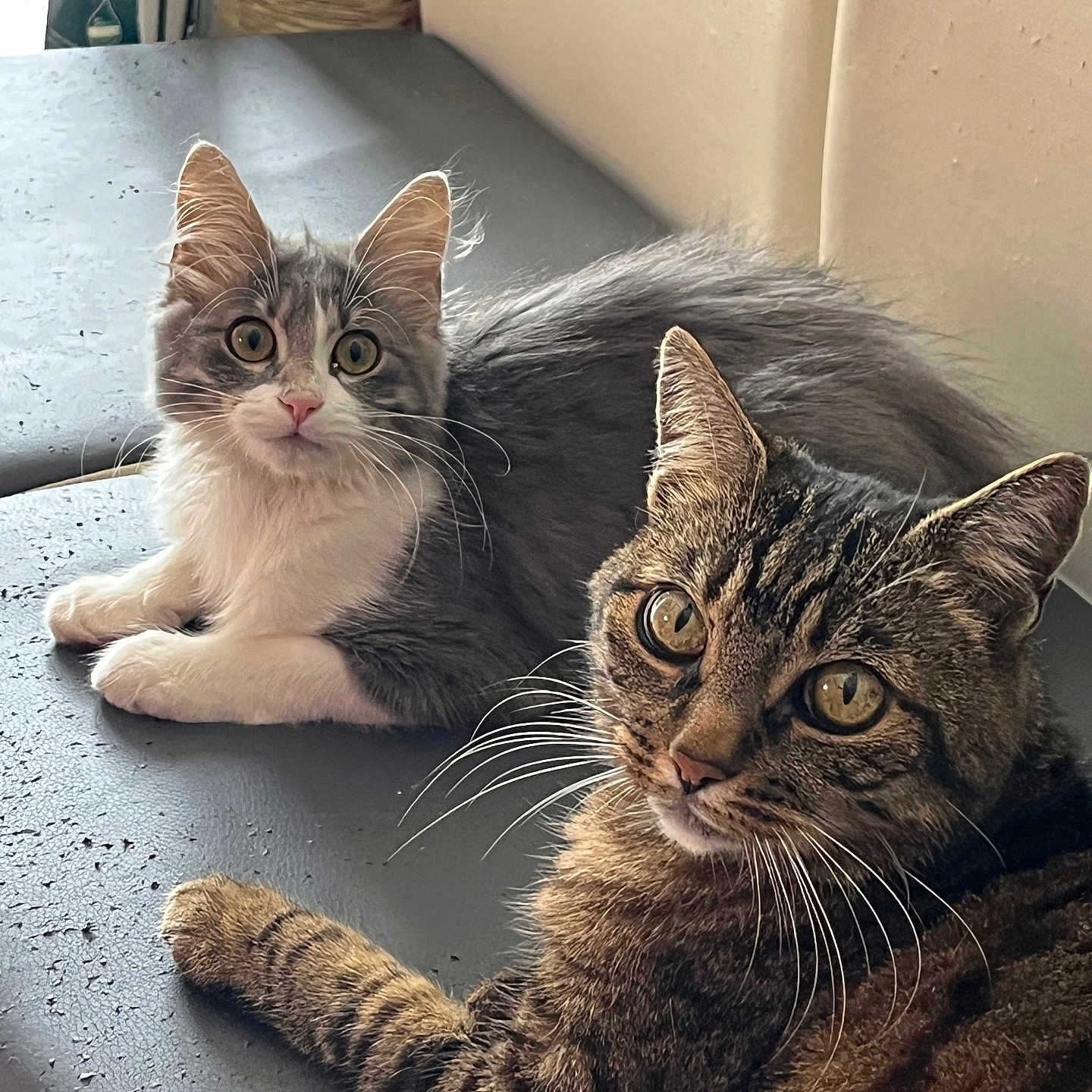 Maya participe au concours pour gagner de l'argent avec cette photo : animal, cat, cats, closeup, companions, curious, cute, domestic, ears, eyes, feline, fluffy, fur, gray_cat, indoor, laying, pets, resting, tabby_cat, whiskers