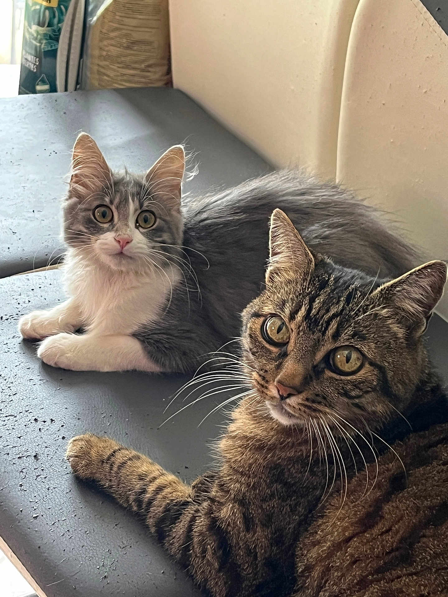 Maya participe au concours pour gagner de l'argent avec cette photo : cat, cats, gray_cat, tabby_cat, pets, animal, feline, whiskers, fur, ears, eyes, resting, indoor, curious, cute, fluffy, companions, closeup, laying, domestic