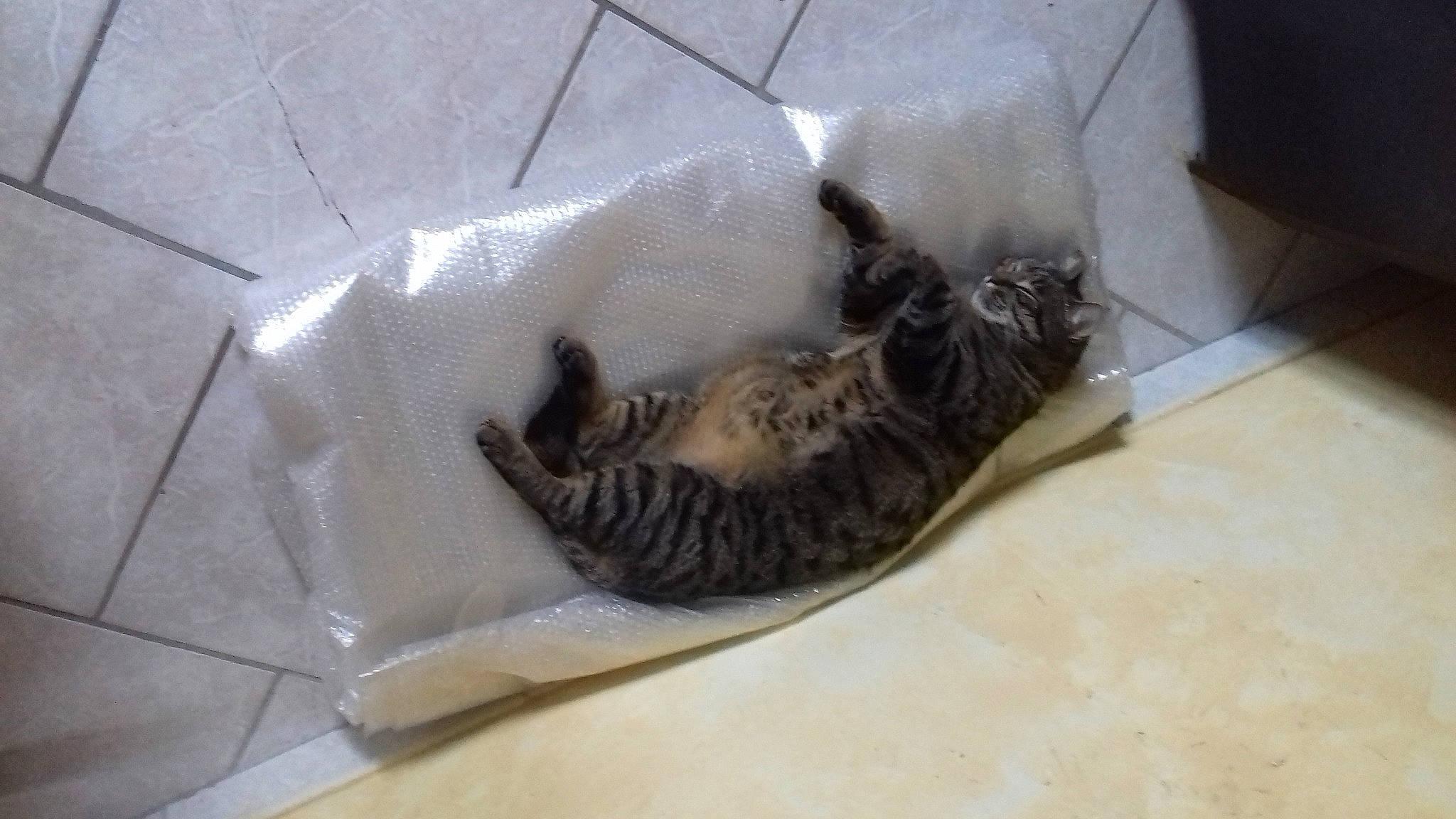 Chipie participe au concours pour gagner de l'argent avec cette photo : bengal, carnivore, cat, domestic_short_haired_cat, dragon_li, egyptian_mau, european_shorthair, felidae, kitten, small_to_medium_sized_cats, tabby_cat, tail, toyger, whiskers