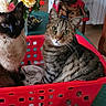 cat, chair, cozy, curious, domestic, feline, flowers, green_tablecloth, household, indoor, laundry_basket, pair, pet, siamese_cat, sitting, striped, tabby_cat, table, vase, wooden_chair