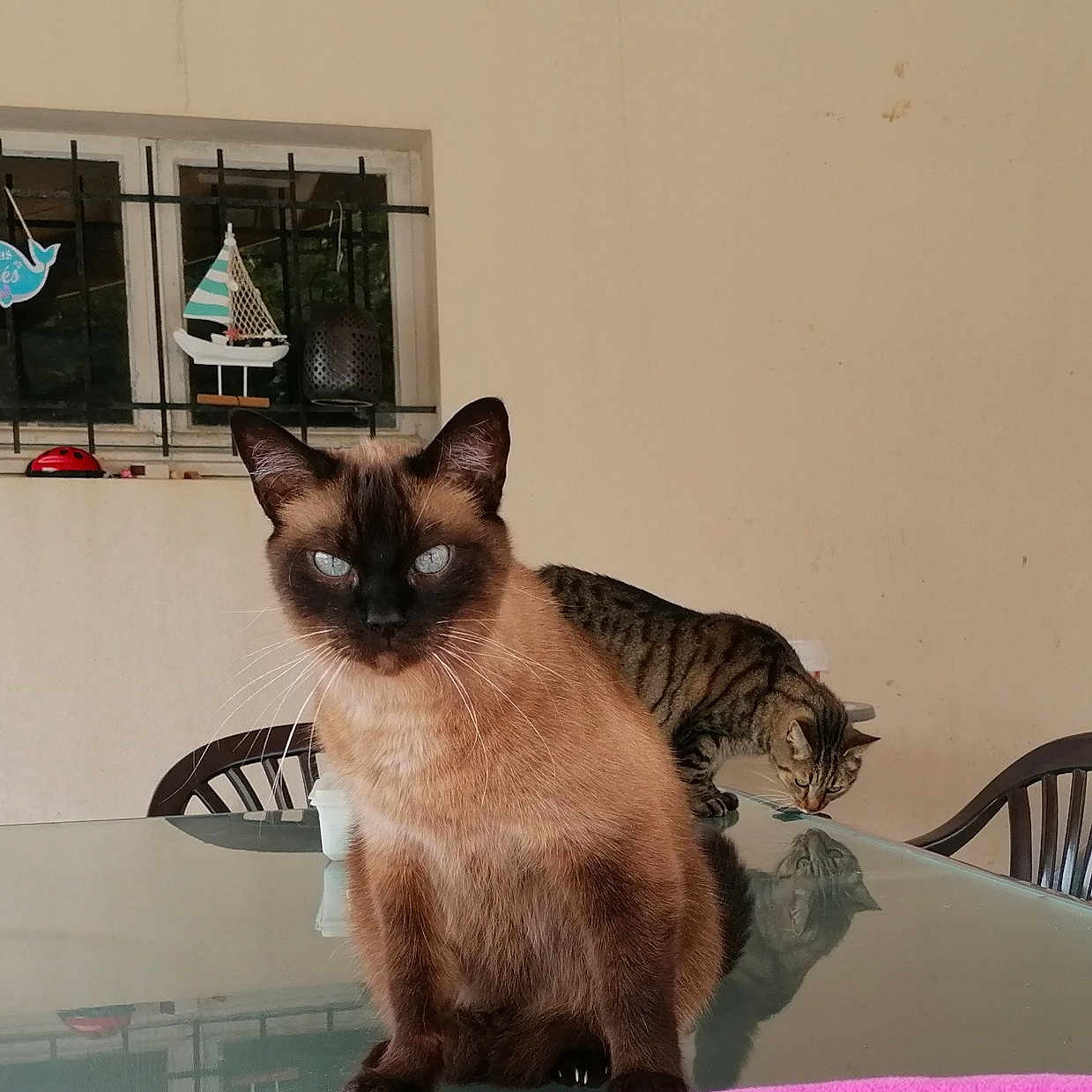 Eros a rejoint le concours — aidez-le/la à gagner de superbes lots ! cat, siamese_cat, tabby_cat, glass_table, indoor, window, decorations, chair, reflection, pet, feline, curious, sitting, looking, domestic_animal, tabletop, home, furniture, two_cats, animal