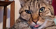 Iris a rejoint le concours — aidez-le/la à gagner de superbes lots ! cat, tabby_cat, close_up, tongue_out, whiskers, ears, feline, pet, animal, domestic, fur, striped, cute, indoor, household, table, vase, decor, relaxed, portrait