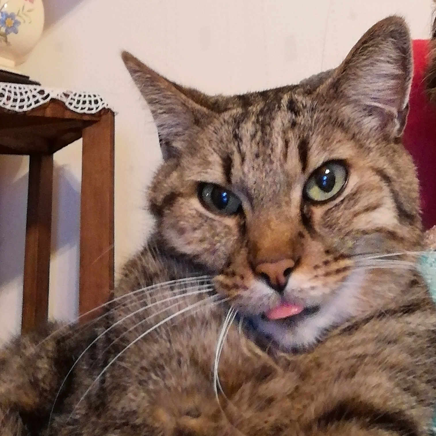 Iris a rejoint le concours — aidez-le/la à gagner de superbes lots ! cat, tabby_cat, close_up, tongue_out, whiskers, ears, feline, pet, animal, domestic, fur, striped, cute, indoor, household, table, vase, decor, relaxed, portrait