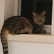 Iris participe au concours pour gagner de l'argent avec cette photo : animal, cat, cute, domestic_animal, ears, feline, fur, indoor, looking, mammal, night, pet, relaxed, resting, striped, tabby, tail, whiskers, window, windowsill