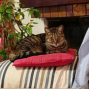 Iris a rejoint le concours — aidez-le/la à gagner de superbes lots ! cat, tabby, pillow, couch, striped, plant, indoor, fireplace, wood, leafy, relaxed, pet, feline, resting, cozy, home, living_room, fur, animal, cute