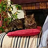 cat, tabby, pillow, couch, striped, plant, indoor, fireplace, wood, leafy, relaxed, pet, feline, resting, cozy, home, living_room, fur, animal, cute