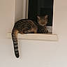Iris a rejoint le concours — aidez-le/la à gagner de superbes lots ! cat, tabby_cat, window_ledge, striped_tail, relaxed, indoor, animal, feline, pet, resting, looking, sitting, ears, whiskers, fur, tail, face, wall, window, home