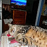 Iris participe au concours pour gagner de l'argent avec cette photo : tabby_cat, sleeping_cat, tablecloth, indoor, television, wooden_furniture, cozy, resting, patterned_surface, living_room, domestic_cat, feline, striped_fur, relaxed, pet, home_interior, cabinet, blanket, peaceful, close_up