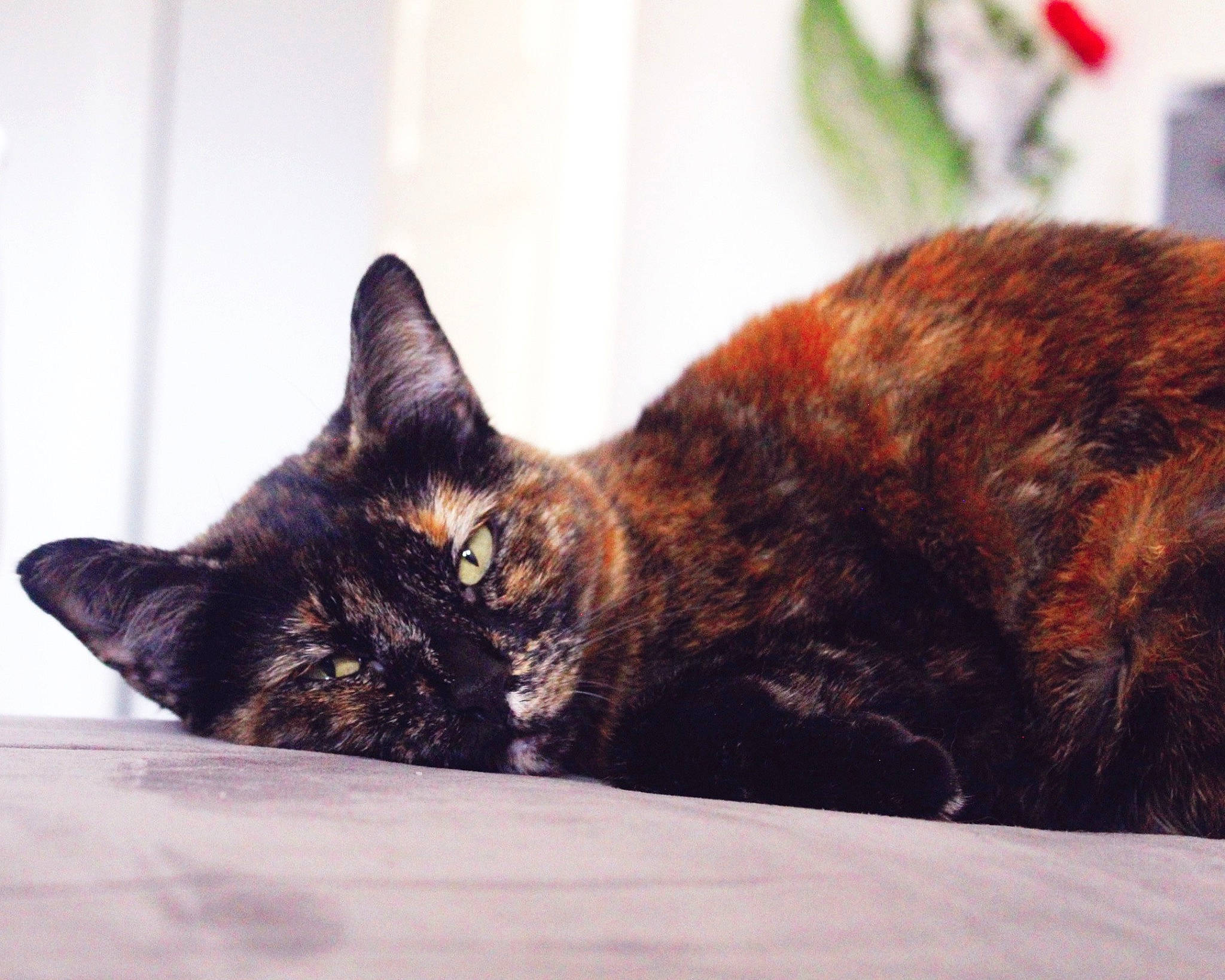 Belle participe au concours pour gagner de l'argent avec cette photo : brown, carnivore, cat, claw, comfort, domestic_short_haired_cat, felidae, fur, nap, paw, small_to_medium_sized_cats, snout, tail, terrestrial_animal, tree, whiskers