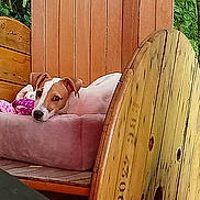 Oreo a rejoint le concours — aidez-le/la à gagner de superbes lots ! canidae, carnivore, companion_dog, dog, dog_breed, dog_supply, doghouse, fawn, furniture, kennel, mammal, wood