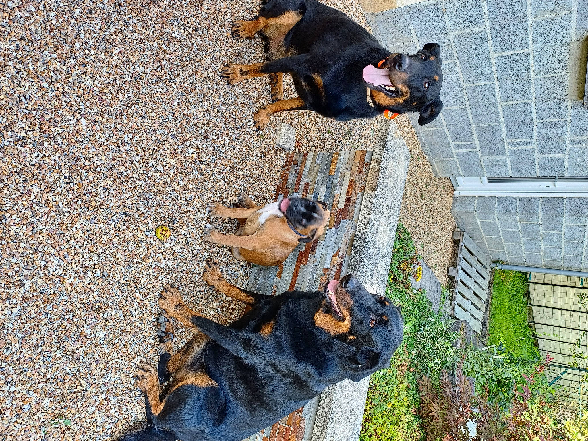 Paco participe au concours pour gagner de l'argent avec cette photo : art, asphalt, canidae, carnivore, companion_dog, dog, dog_breed, fawn, grass, guard_dog, mammal, plant, road_surface, shadow, sporting_group, tail, tar, vertebrate, working_animal, working_dog