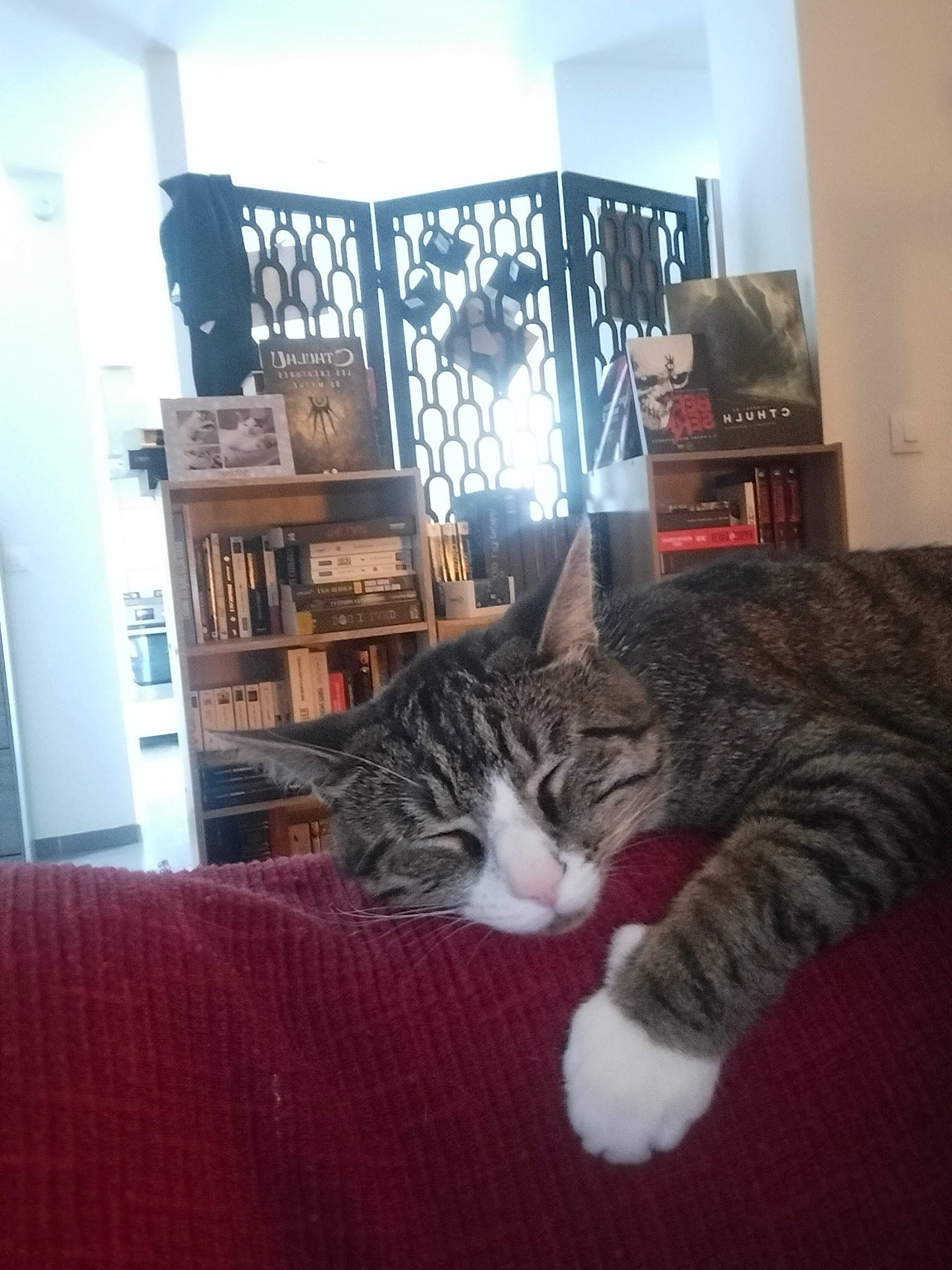 Pégase participe au concours pour gagner de l'argent avec cette photo : bookcase, carnivore, cat, comfort, couch, felidae, floor, flooring, furniture, grey, hardwood, living_room, picture_frame, publication, shelf, shelving, small_to_medium_sized_cats, tail, whiskers, wood