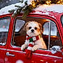 animal, christmas, cold, cozy, cute, decorations, dog, festive, fur, holiday_lights, outdoor, pet, pine_branches, red_car, scarf, seasonal, snow, vintage_car, window, winter