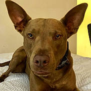 Bones is registered to the contest to win money with this photo: dog, brown_dog, pet, portrait, close_up, ears, nose, collar, bed, blanket, indoor, looking_at_camera, face, eyes, muzzle, whiskers, animal, domestic_animal, lying_down, attentive