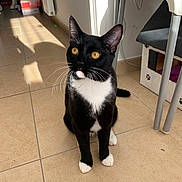 Félix participe au concours pour gagner de l'argent avec cette photo : cat, tuxedo_cat, yellow_eyes, sitting, indoor, tile_floor, natural_light, whiskers, black_and_white, pet, feline, curious, home, chair, cat_house, shadow, floor, animal, domestic_cat, looking_up