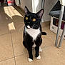 cat, tuxedo_cat, yellow_eyes, sitting, indoor, tile_floor, natural_light, whiskers, black_and_white, pet, feline, curious, home, chair, cat_house, shadow, floor, animal, domestic_cat, looking_up