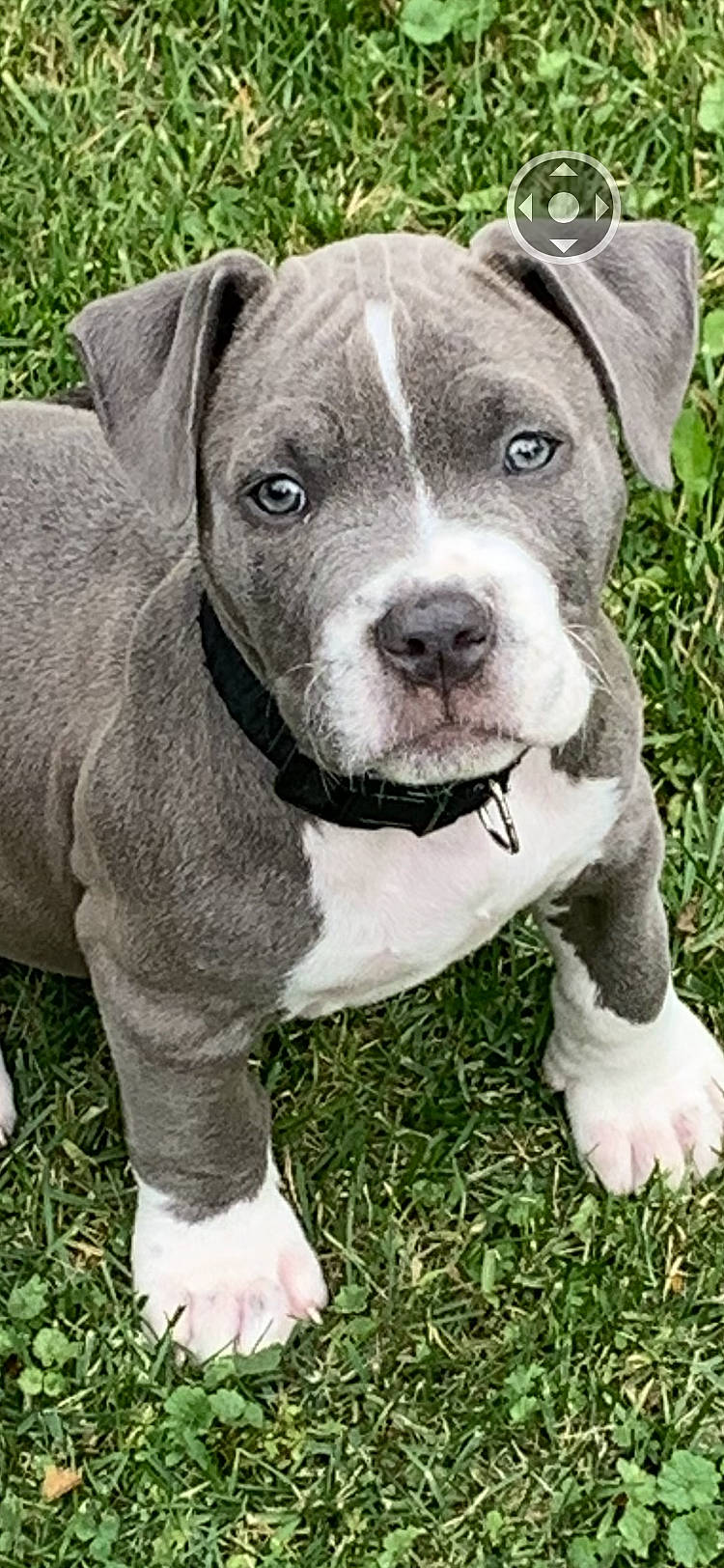 Dax is registered to the contest to win money with this photo: american_pit_bull_terrier, american_staffordshire_terrier, ancient_dog_breeds, bandog, bull_and_terrier, canidae, carnivore, dog, dog_breed, dorset_olde_tyme_bulldogge, fawn, mammal, molosser, non_sporting_group, pit_bull, puppy, rare_breed_dog, snout, staffordshire_bull_terrier, vertebrate