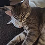 Duke is registered to the contest to win money with this photo: cat, tabby_cat, white_cat, sleeping, snuggling, pets, animal, fur, whiskers, close_up, resting, cozy, indoor, companion, friendship, cute, relaxing, soft_light, paw, texture